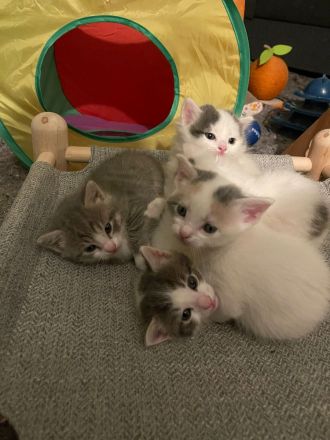 Kitten / Katzen/ Katzenbabys