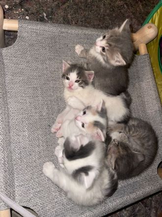 Kitten / Katzen/ Katzenbabys