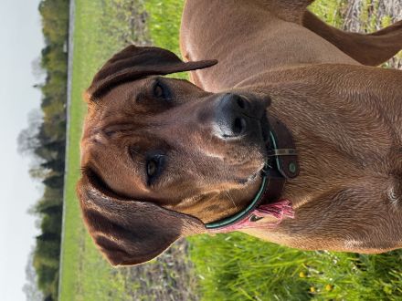 Zuckersüße, reinrassige Rhodesian Ridgeback Welpen