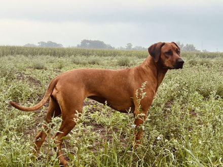 Zuckersüße, reinrassige Rhodesian Ridgeback Welpen