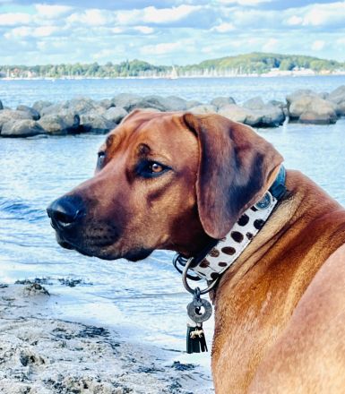 Zuckersüße, reinrassige Rhodesian Ridgeback Welpen