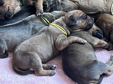 Zuckersüße, reinrassige Rhodesian Ridgeback Welpen