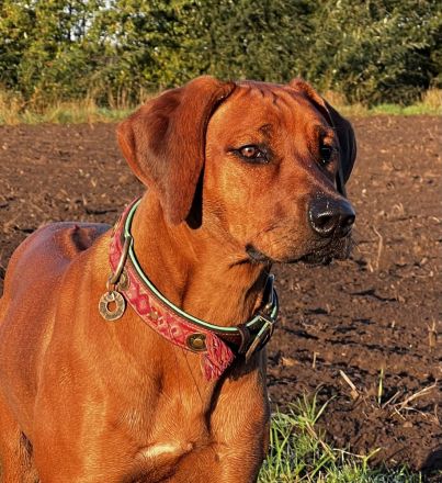 Zuckersüße, reinrassige Rhodesian Ridgeback Welpen