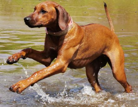 Zuckersüße, reinrassige Rhodesian Ridgeback Welpen