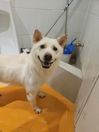 Hoffnung auf das Weihnachtswunder für Henry, den lieben Rüden