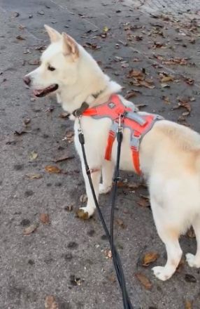 Hoffnung auf das Weihnachtswunder für Henry, den lieben Rüden