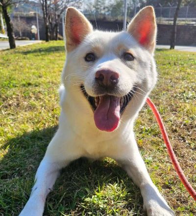 Hoffnung auf das Weihnachtswunder für Henry, den lieben Rüden
