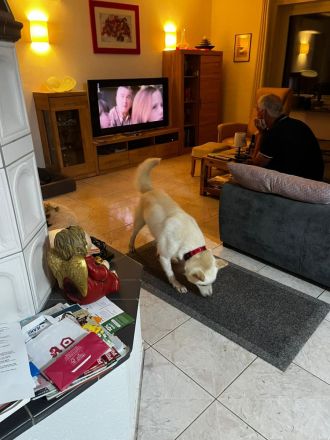 Hoffnung auf das Weihnachtswunder für Henry, den lieben Rüden