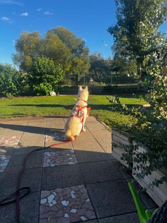 Hoffnung auf das Weihnachtswunder für Henry, den lieben Rüden