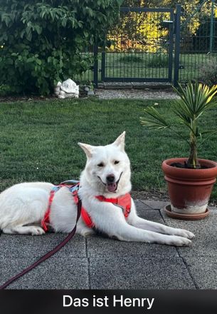 Hoffnung auf das Weihnachtswunder für Henry, den lieben Rüden