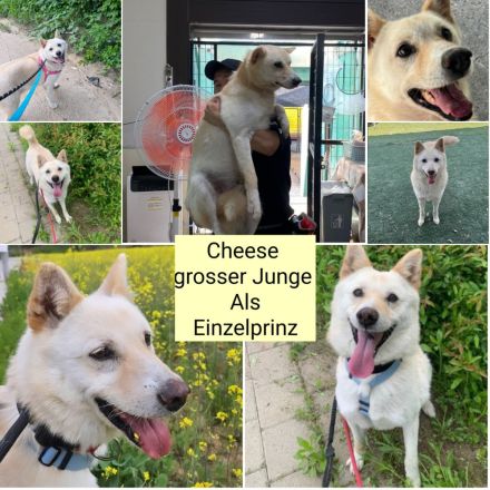 er hat immer noch Hoffnung, lass das Weihnachtswunder geschehen, freundlicher Rüde