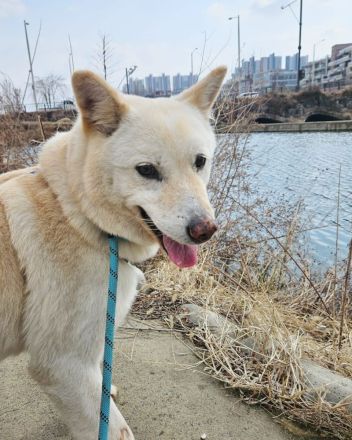 er hat immer noch Hoffnung, lass das Weihnachtswunder geschehen, freundlicher Rüde
