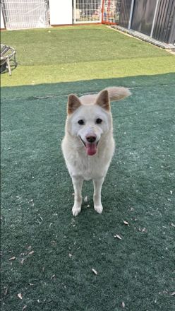 er hat immer noch Hoffnung, lass das Weihnachtswunder geschehen, freundlicher Rüde