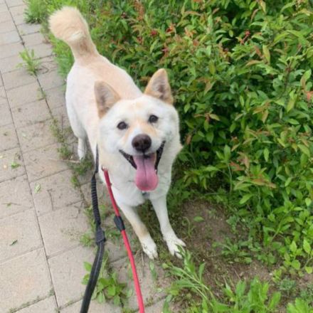 er hat immer noch Hoffnung, lass das Weihnachtswunder geschehen, freundlicher Rüde