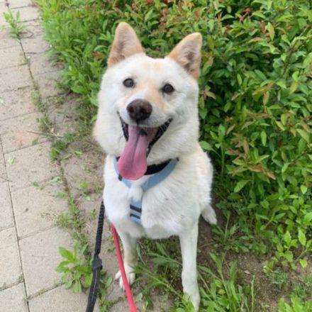 er hat immer noch Hoffnung, lass das Weihnachtswunder geschehen, freundlicher Rüde