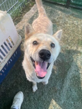 er hat immer noch Hoffnung, lass das Weihnachtswunder geschehen, freundlicher Rüde