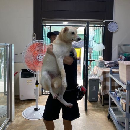 er hat immer noch Hoffnung, lass das Weihnachtswunder geschehen, freundlicher Rüde