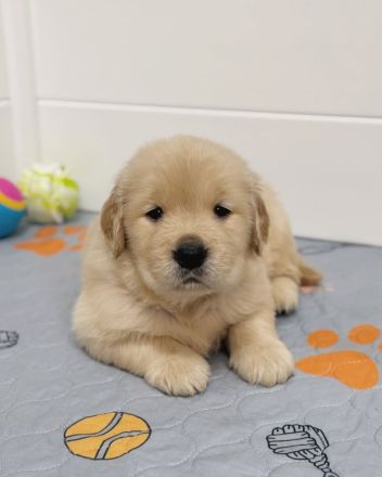 Golden Retriever