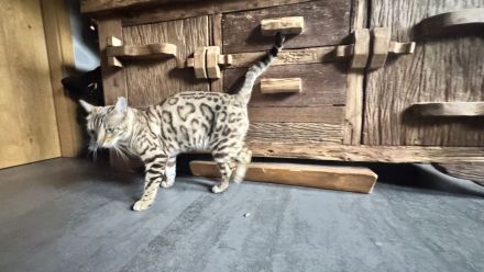 Bengal weibl. 3 Jahre jung