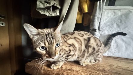 Bengal weibl. 3 Jahre jung