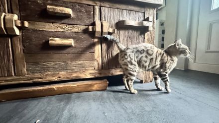 Bengal weibl. 3 Jahre jung