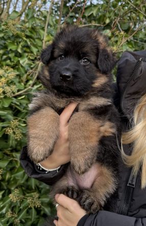 Deutsche Schäferhundwelpen Langhaar