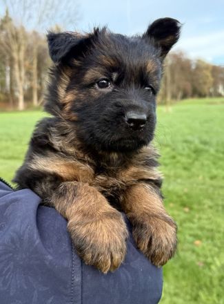 Langstockhaar Schäferhundwelpen rote SV-Papiere