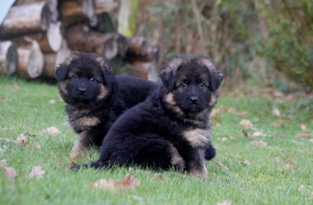 Langstockhaar Schäferhundwelpen rote SV-Papiere