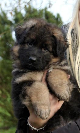 Deutsche Schäferhundwelpen Langhaar