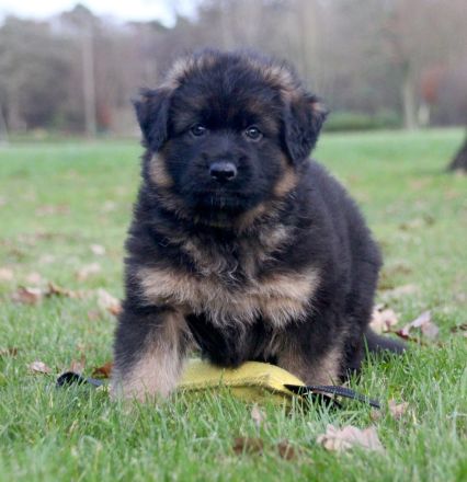 Langstockhaar Schäferhundwelpen rote SV-Papiere