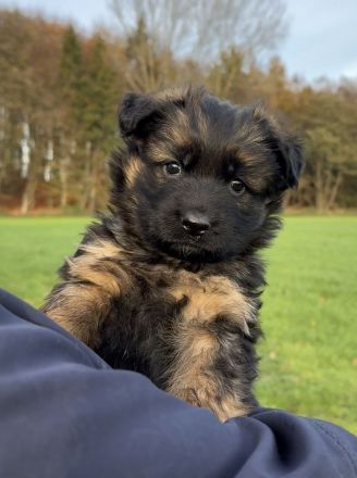 Langstockhaar Schäferhundwelpen rote SV-Papiere