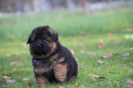 Langstockhaar Schäferhundwelpen rote SV-Papiere