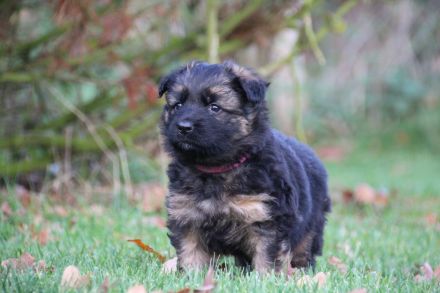Langstockhaar Schäferhundwelpen rote SV-Papiere