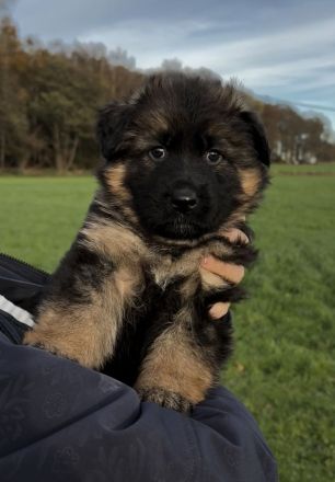 Langstockhaar Schäferhundwelpen rote SV-Papiere
