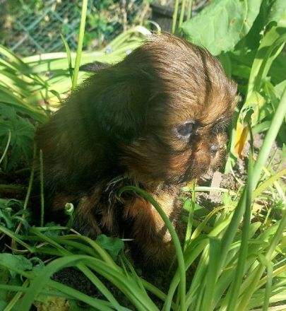 Shih Tzu Welpen