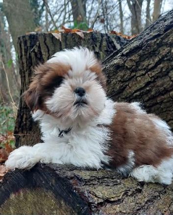 Shih Tzu Welpen
