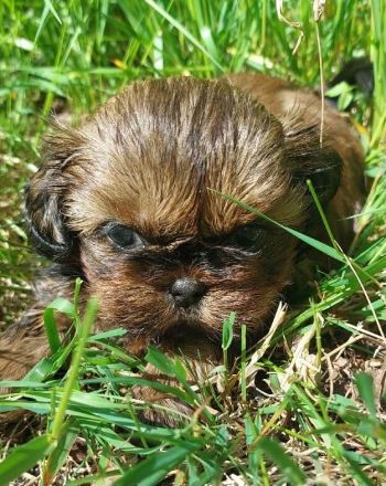Shih Tzu Welpen