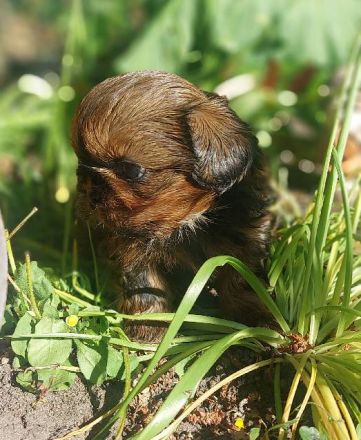 Shih Tzu Welpen
