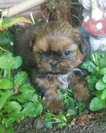 Shih Tzu Welpen