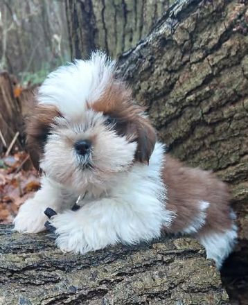 Shih Tzu Welpen