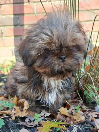 Shih Tzu Welpen