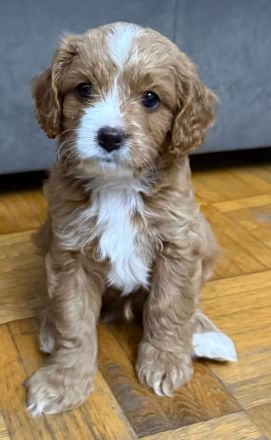 Zuckersüße Cavapoo Welpen