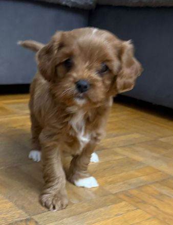 Zuckersüße Cavapoo Welpen