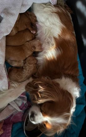 Zuckersüße Cavapoo Welpen