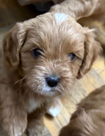 Zuckersüße Cavapoo Welpen