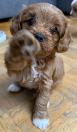 Zuckersüße Cavapoo Welpen