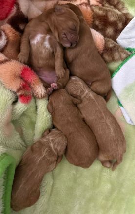 Zuckersüße Cavapoo Welpen