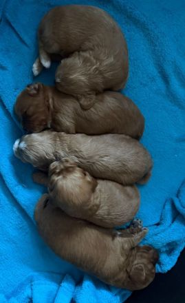 Zuckersüße Cavapoo Welpen