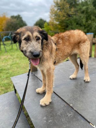 Murphy möchte sein weiches, liebevolles Wesen zeigen