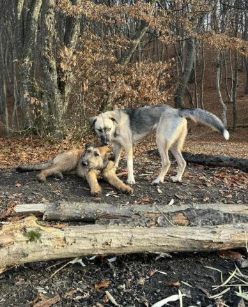 Murphy möchte sein weiches, liebevolles Wesen zeigen